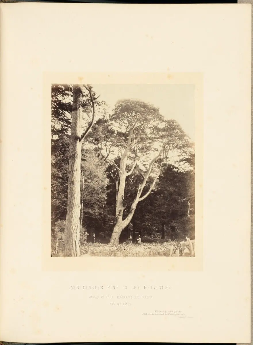 Old Cluster Pine in the Belvidere by James Sinclair, 14th earl of Caithness; William Bambridge