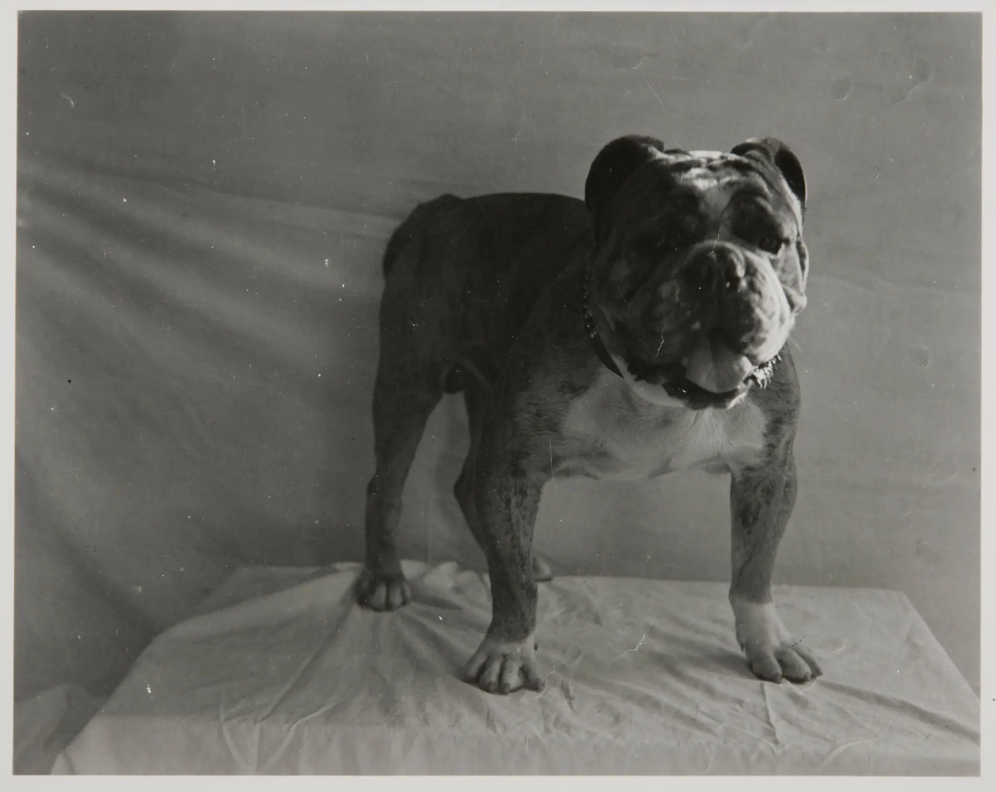 Studio Portrait of Bulldog by Unknown