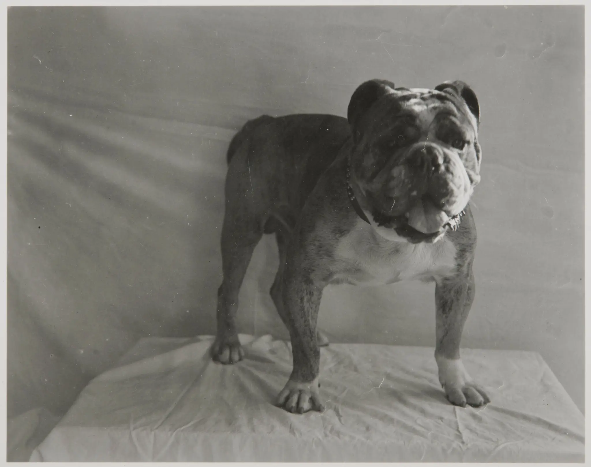 Studio Portrait of Bulldog by Unknown