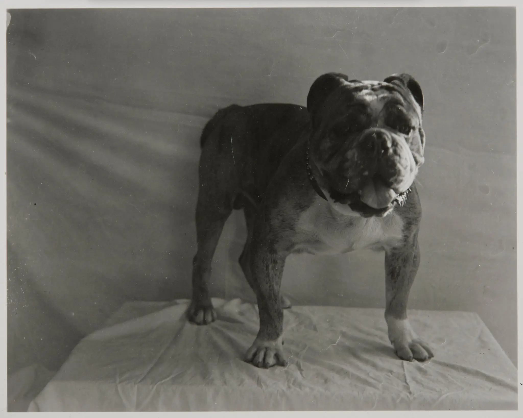 Studio Portrait of Bulldog by Unknown
