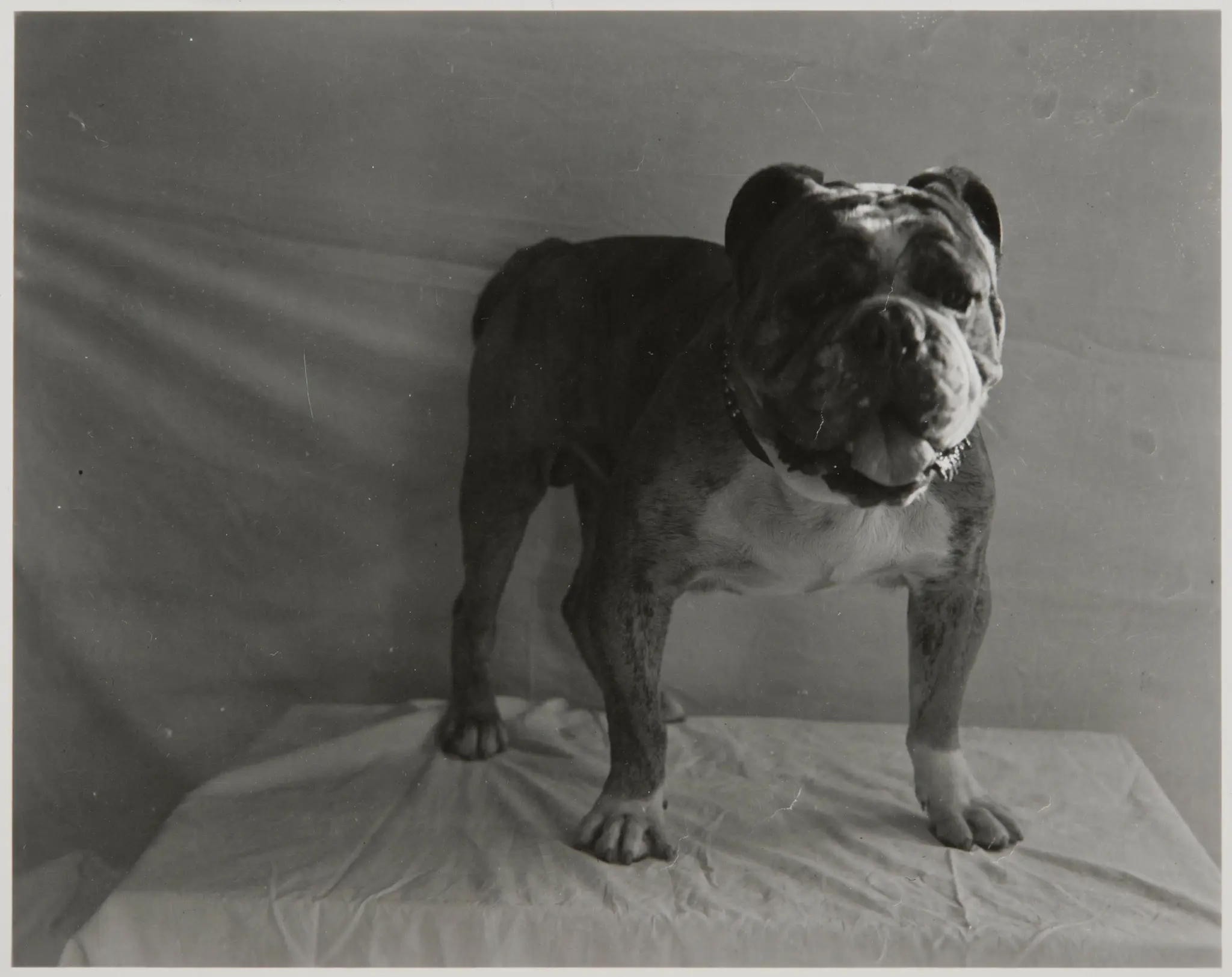 Studio Portrait of Bulldog by Unknown