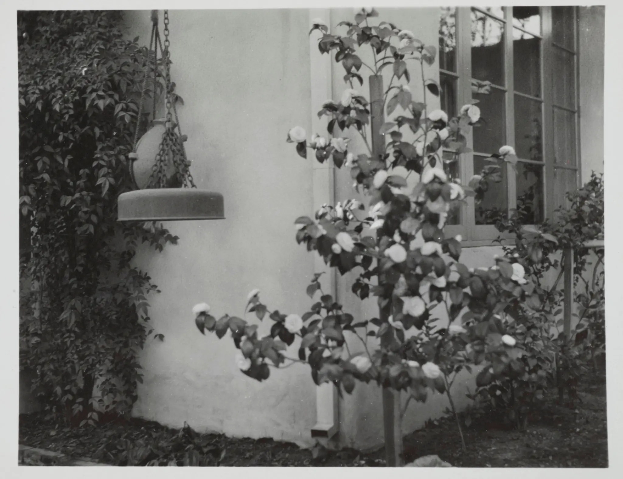 Photograph of Flowering Tree by American