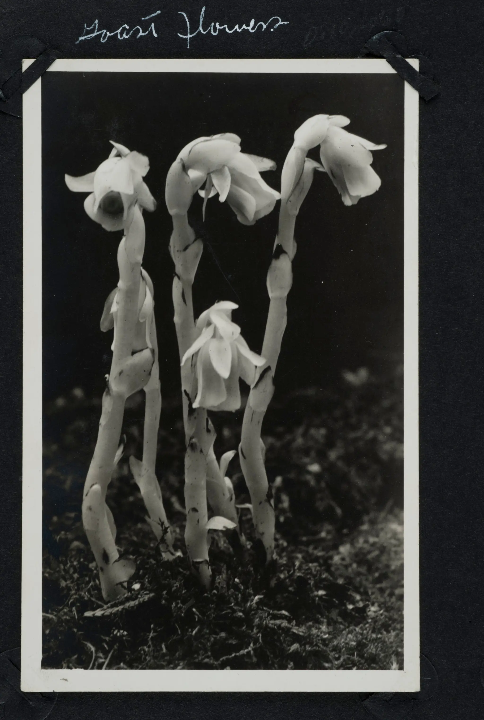 Ghost Flowers Postcard by Unknown