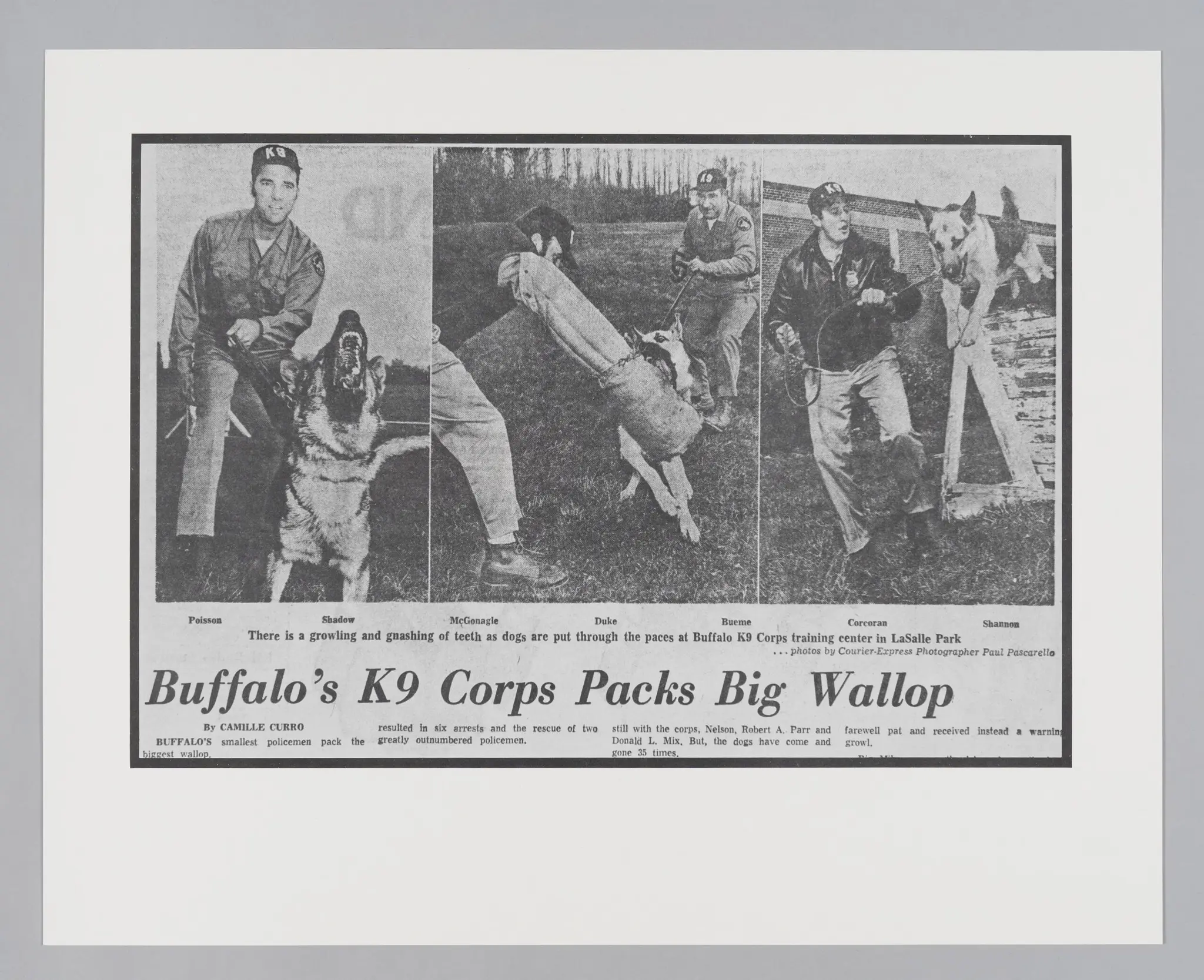 Untitled ("Buffalo's K9 Corps Packs Big Wollop") by Donald Blumberg