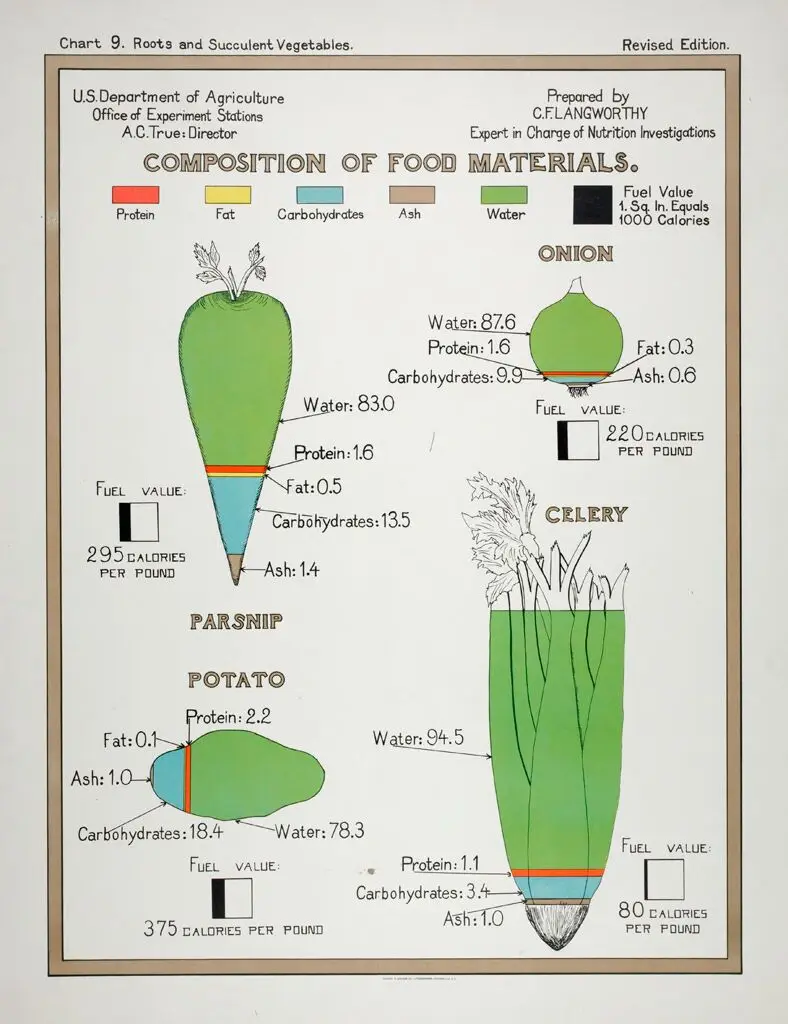Health: United States: U.S. Department of Agriculture, Composition of Food Materials: Chart 9. Roots and Succulent Vegetables.: Parsnip. Onion. Potato. Celery by Andrew B. Graham Co.