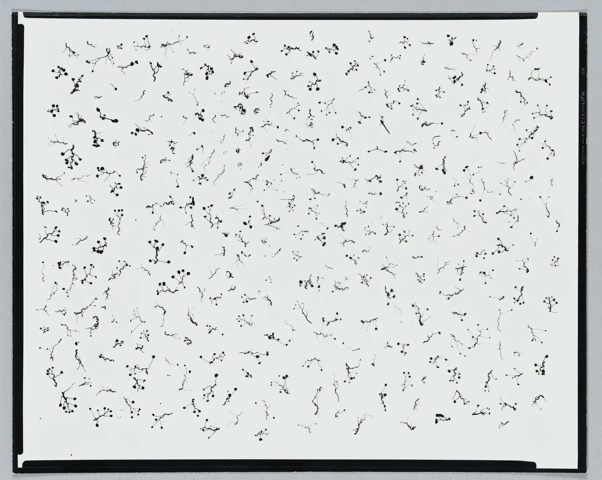 Ivy Tentacles on Glass, Chicago by Harry Callahan