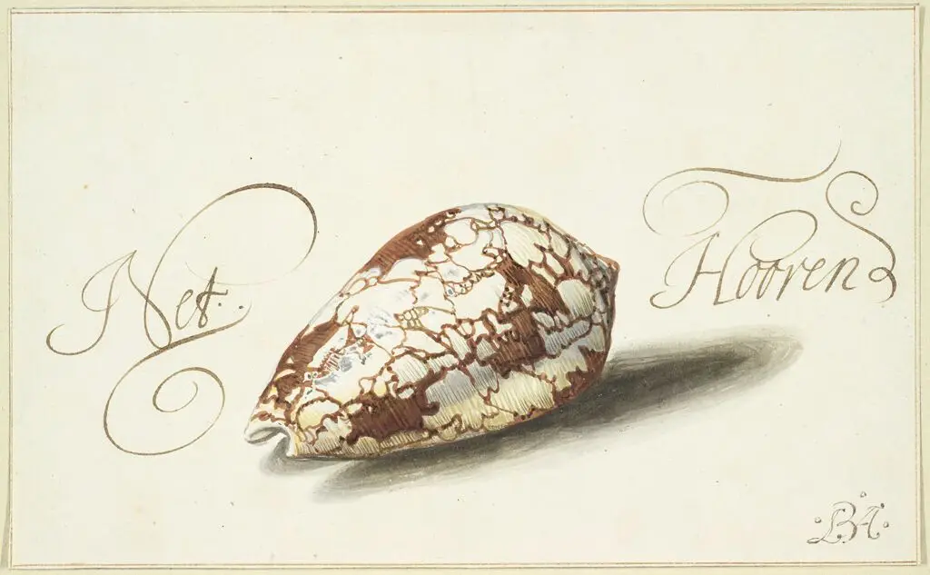 Feathered Cone Shell by Balthasar van der Ast