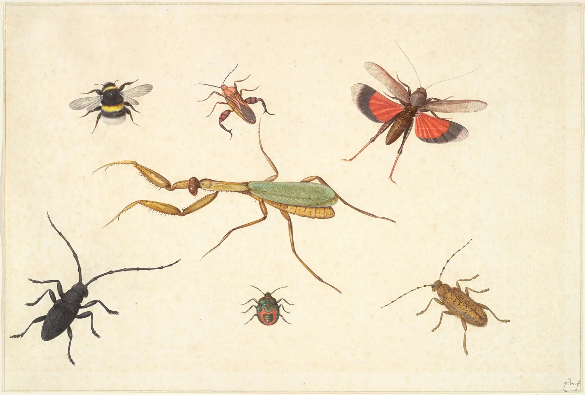 Seven Insects by Pieter Withoos