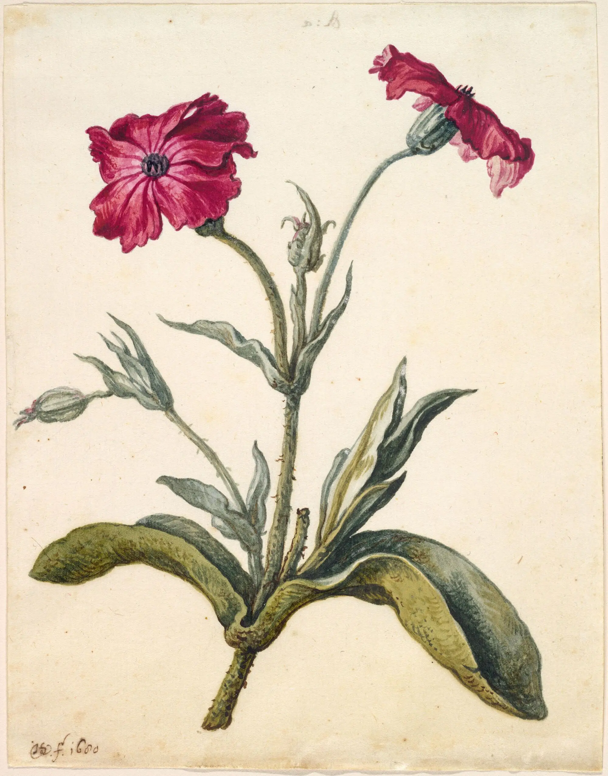 Mullein Pink by Herman Saftleven