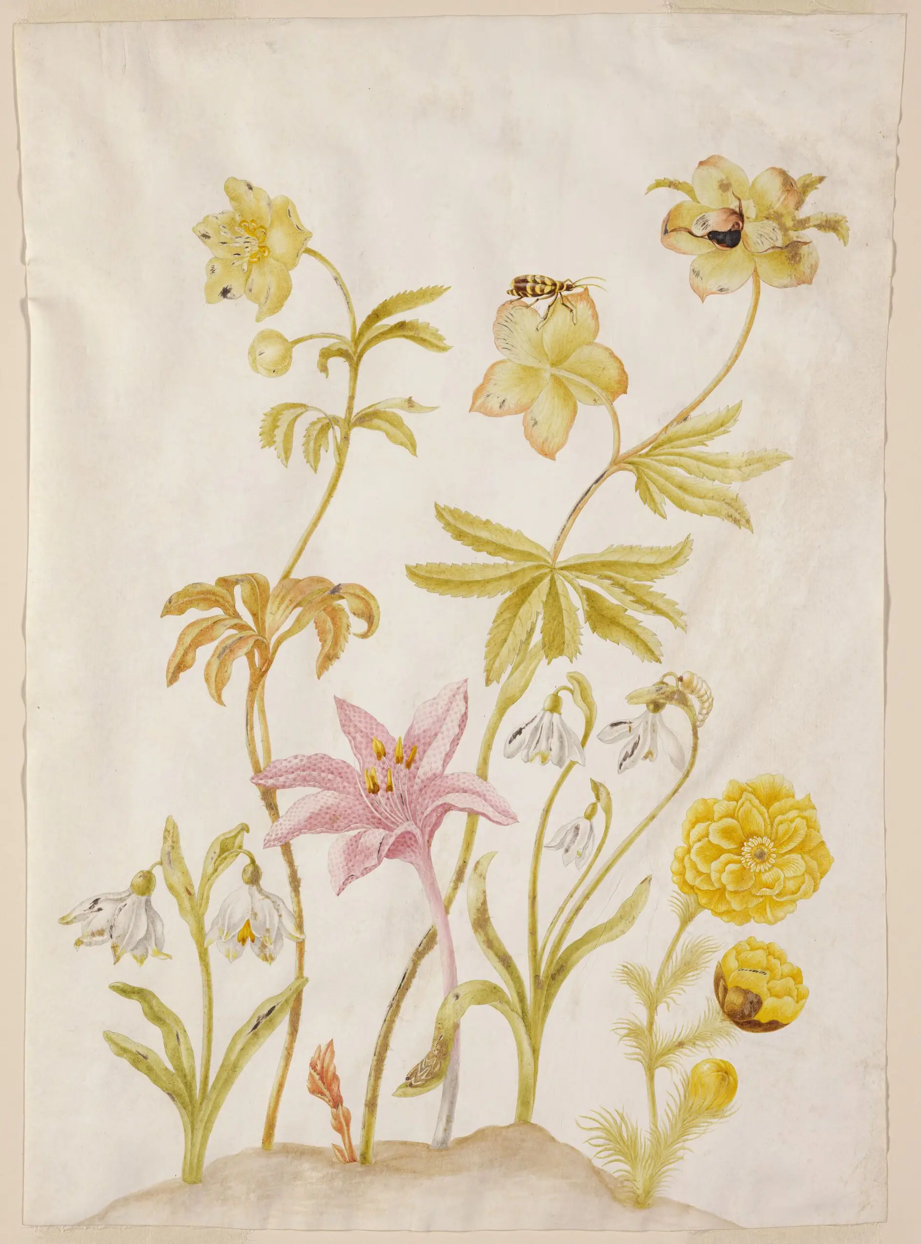 Flowers and Insects by Johanna Helena Herolt