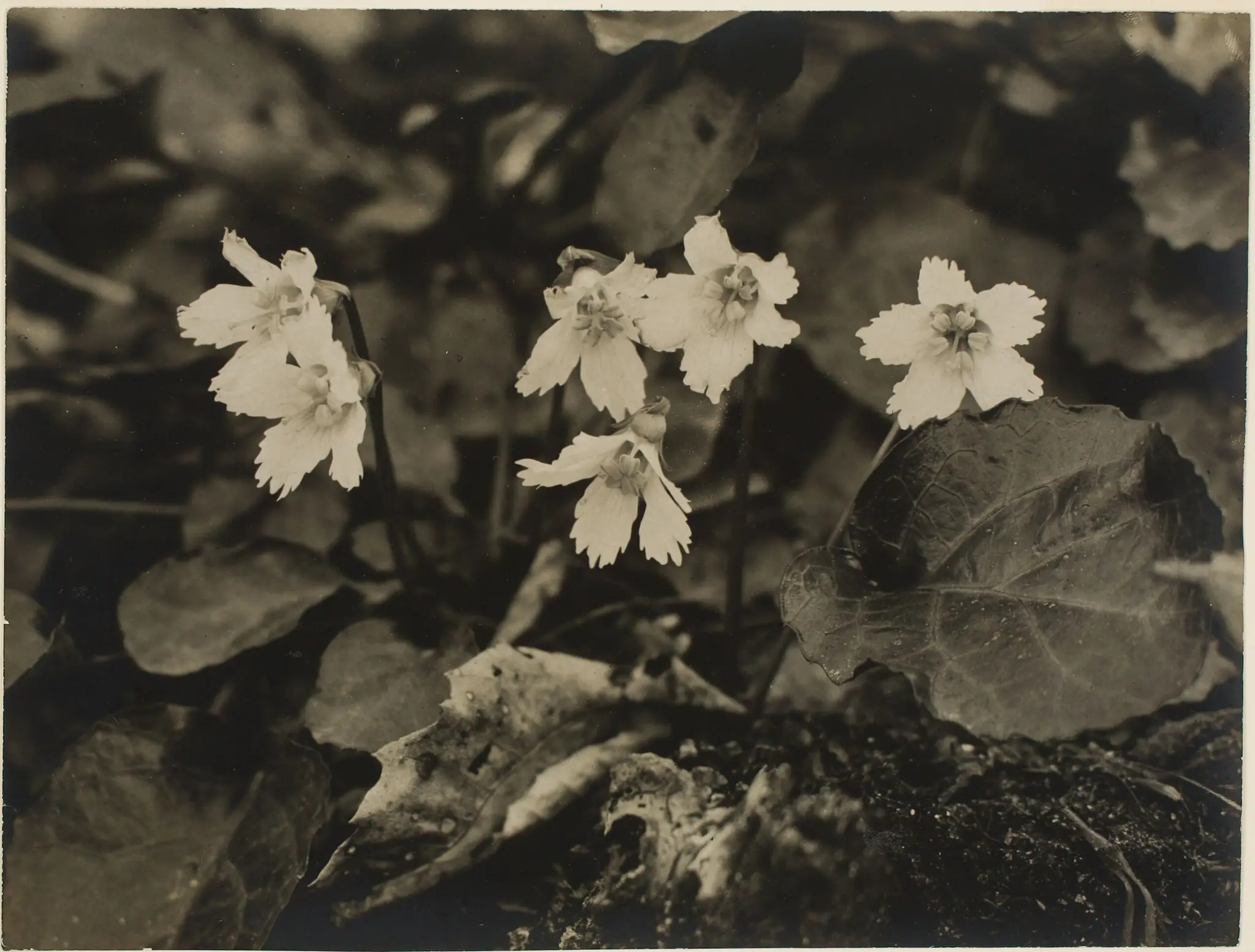 Untitled (cyclamen, outdoors) by Sarah Choate Sears
