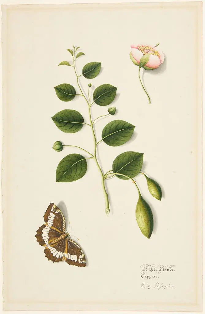 Plant and Insect Study: Caper; Prosperina Butterfly by Unidentified Artist