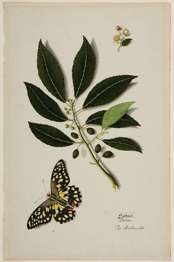 Plant and Insect Study: Laurel; Machanoides butterfly by Unidentified Artist
