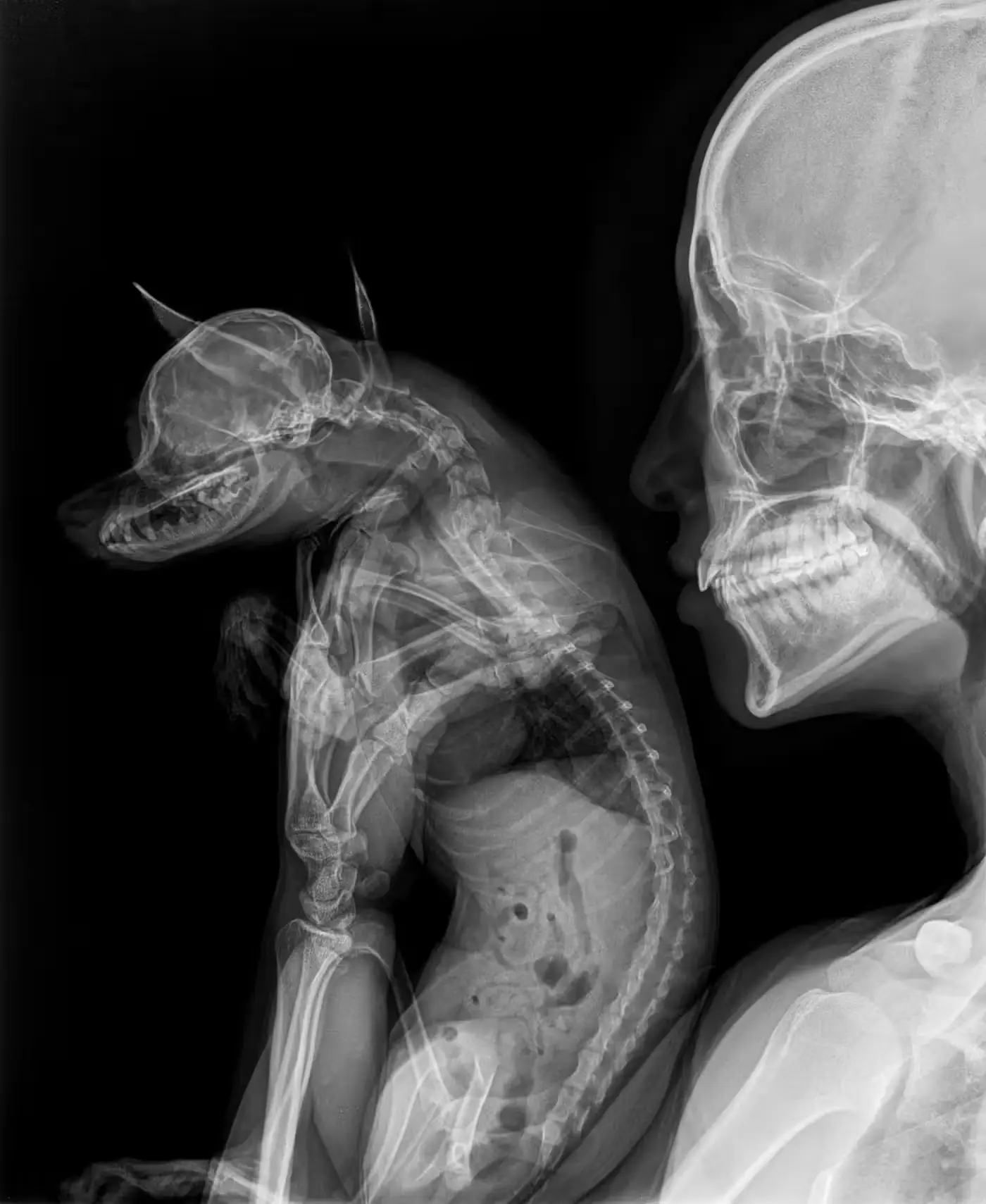 Self Portrait holding a Chihuahua II by Heji Shin