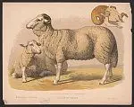 Domestic sheep by l. prang & co.