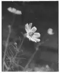 Flowers. Cosmos flower by horydczak, theodor