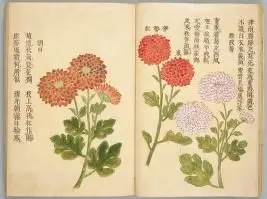 Picture Book of Chrysanthemums. by junpo