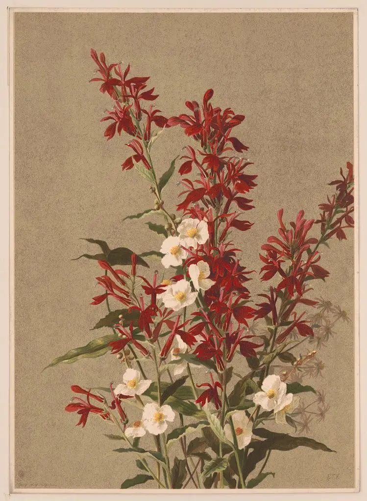 Cardinal flower by L. Prang & Co., publisher, copyright claimant. by L. Prang & Co., publisher, copyright claimant.