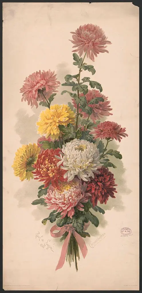 Chrysanthemums, 1895-01-01 by Unknown artist