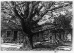 [Oak and old house in spring] by Hassam by Hassam
