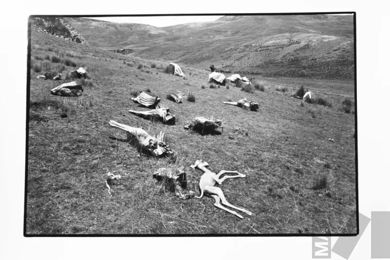 La sequía se lo lleva todo by Simón Quispe