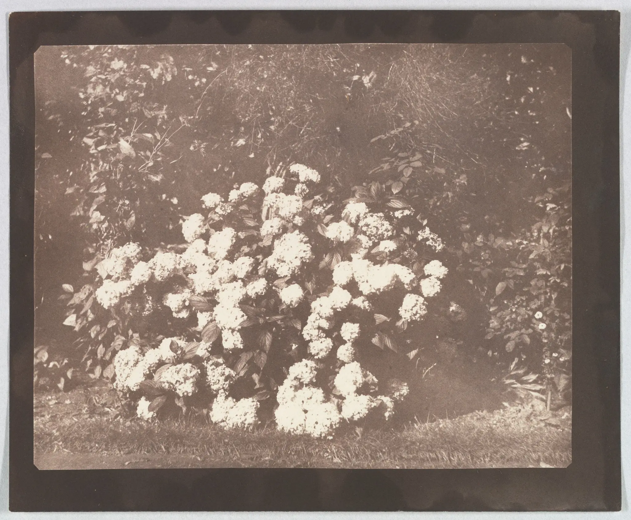 A Bush of Hydrangea in Flower by William Henry Fox Talbot