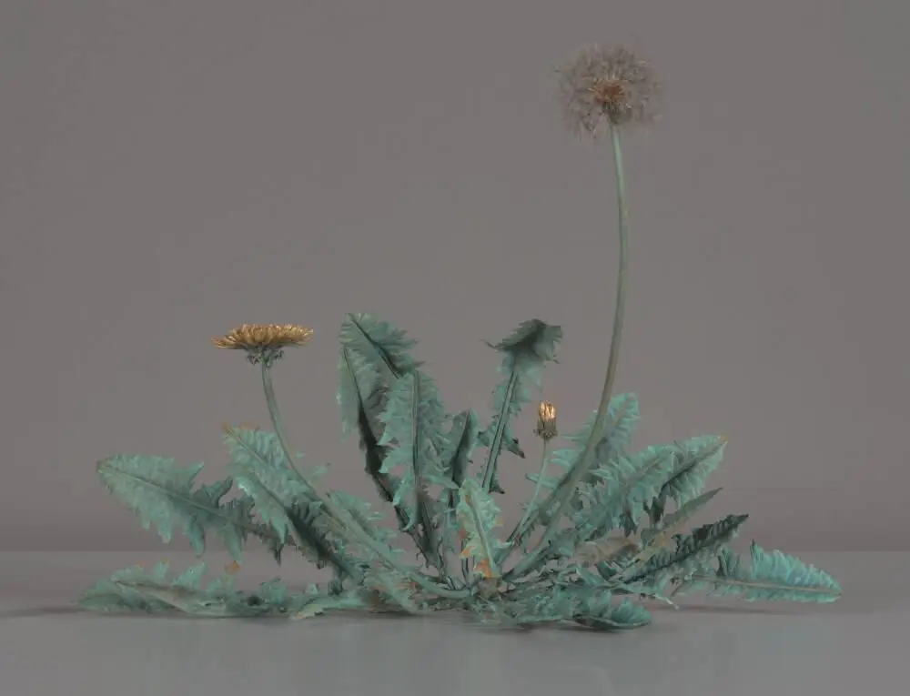 Dandelion Fluff by Shota Suzuki