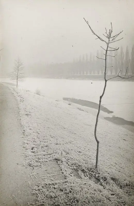 Untitled [small tree in winter] by Josef Sudek