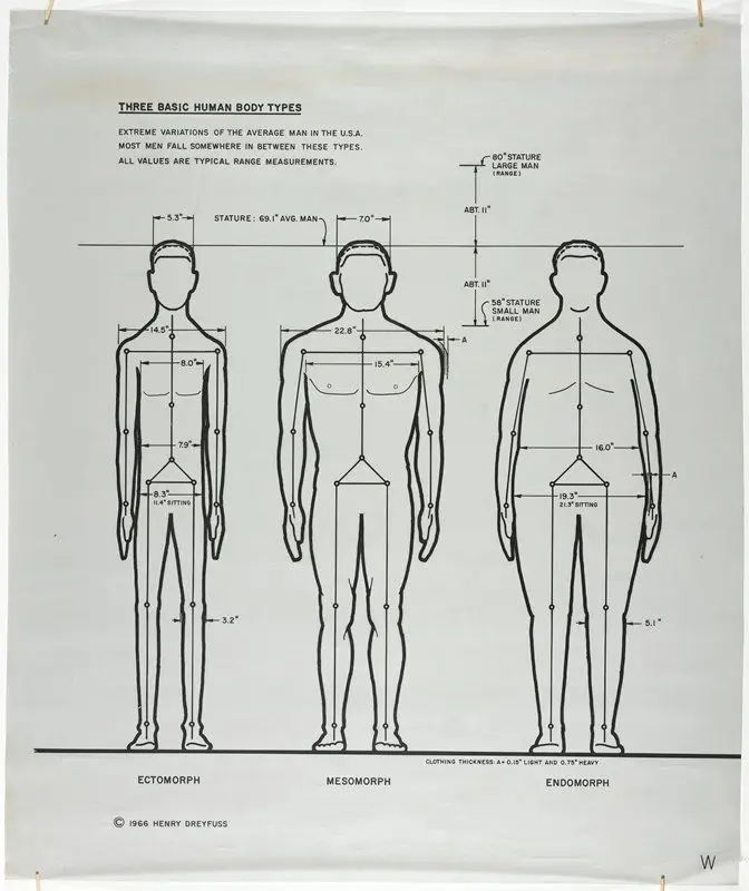 Three Basic Human Body Types--Frontal by Designer: Henry Dreyfuss