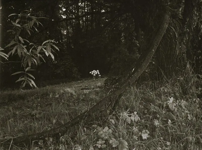 Untitled [flower in forest] by Josef Sudek
