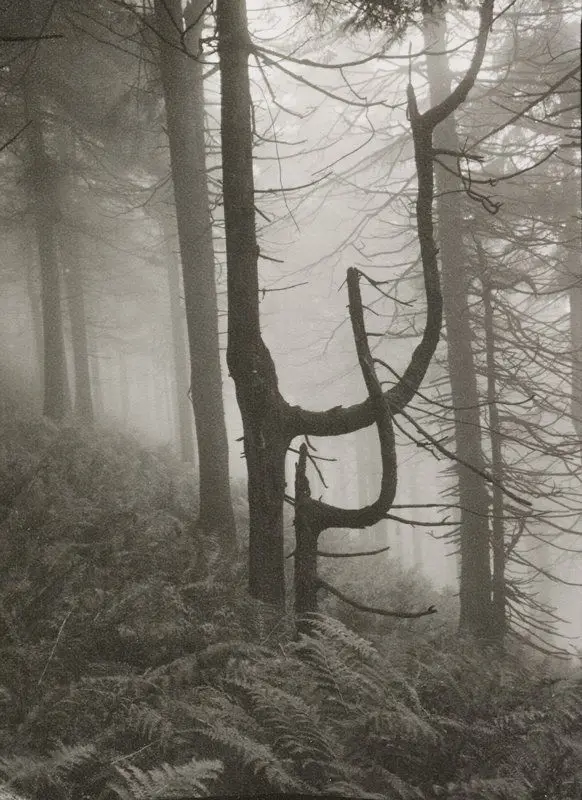 Beskydy by Josef Sudek