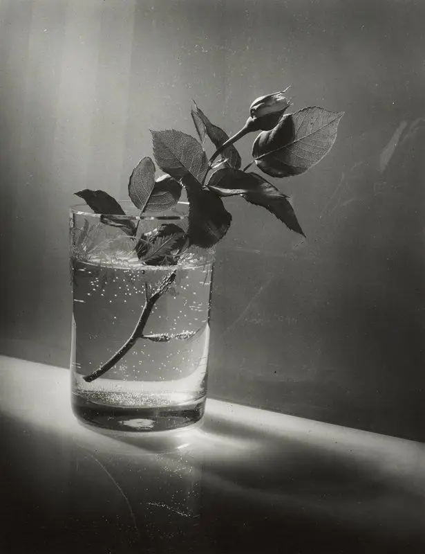 Glass with Flower by Josef Sudek