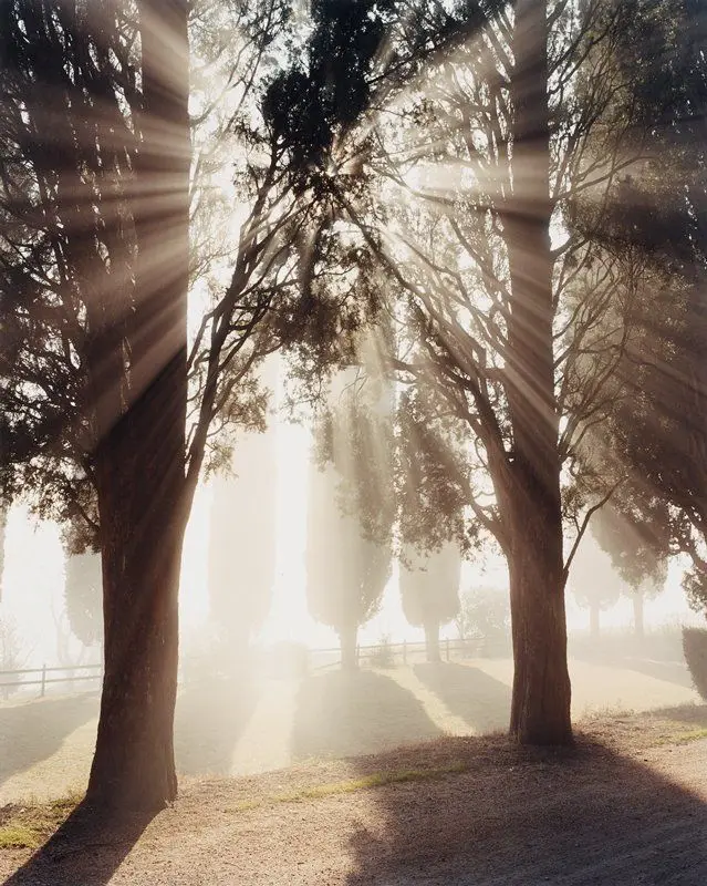Cypresses, Early Morning, Tuscany by Joel Meyerowitz