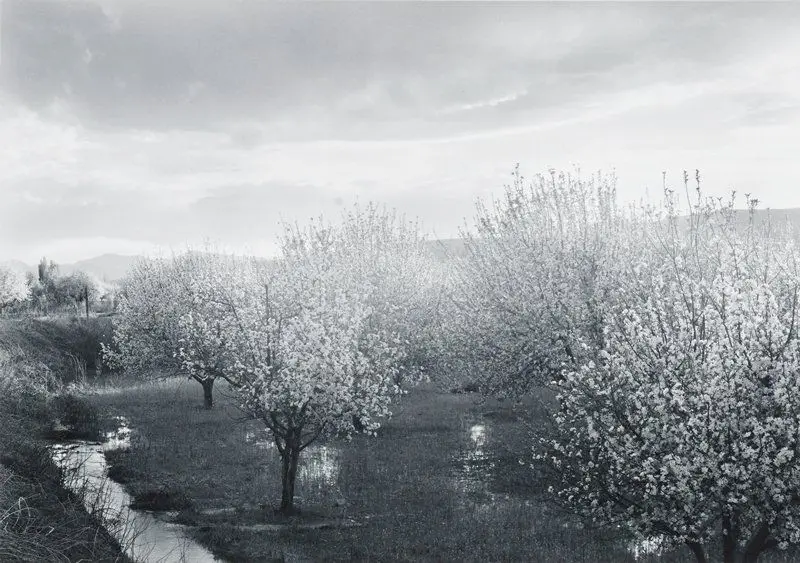 Apple Blossoms, Verlarde, New Mexico by William Clift