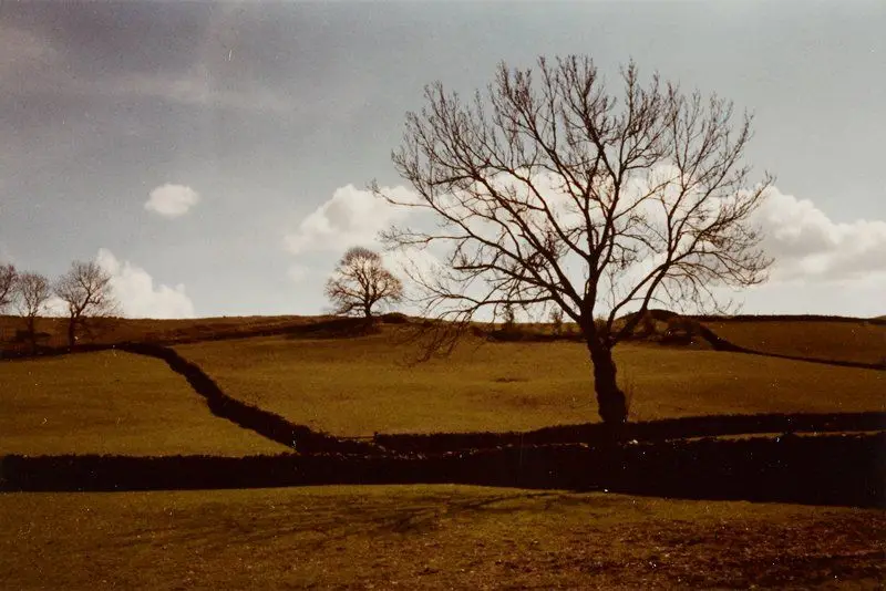 Untitled [landscape with trees and clouds] by Art Sinsabaugh