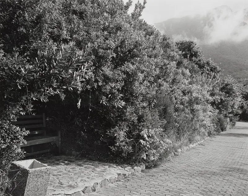 Remnant of a wild almond hedge planted in 1660 to prevent livestock from being taken out of the European settlement in South Africa by the indigenous Khoe, Kirstenbosch, Cape Town, 16 May 1993 by David Goldblatt