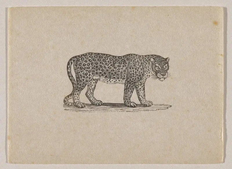 Leopard by Thomas Bewick