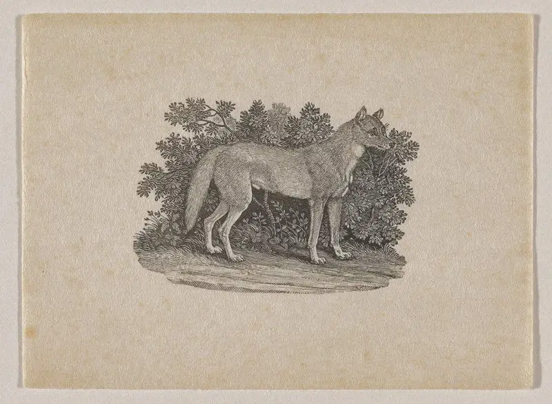 New South Wales Wolf by Thomas Bewick