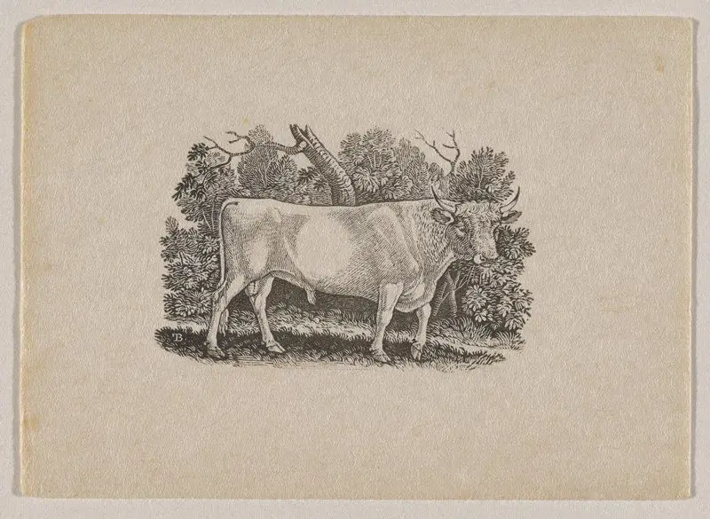 Wild Cattle by Thomas Bewick