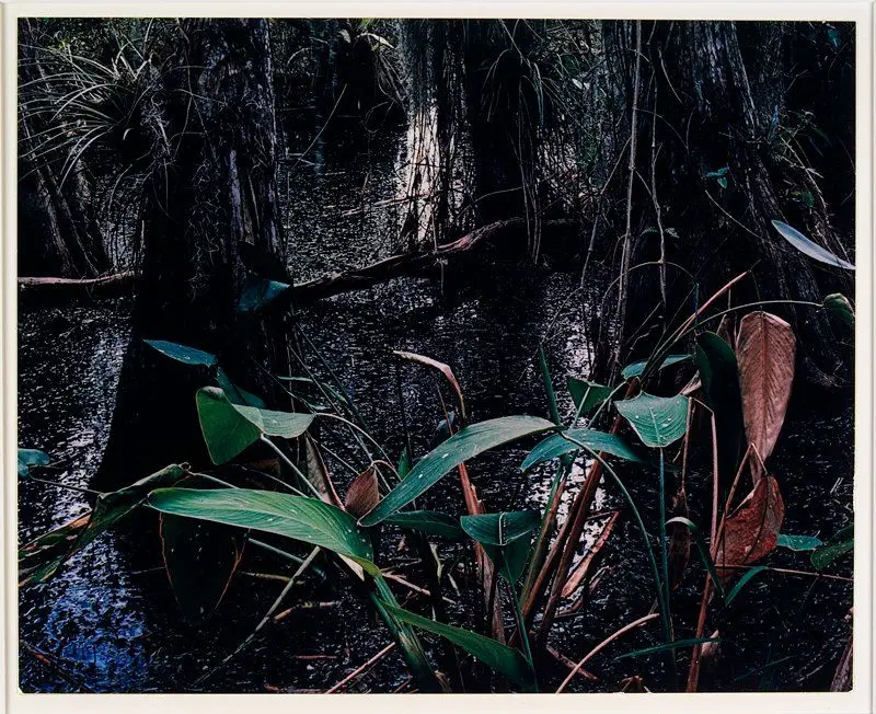 Cypress Swamp, February 1954, Florida by Eliot Porter
