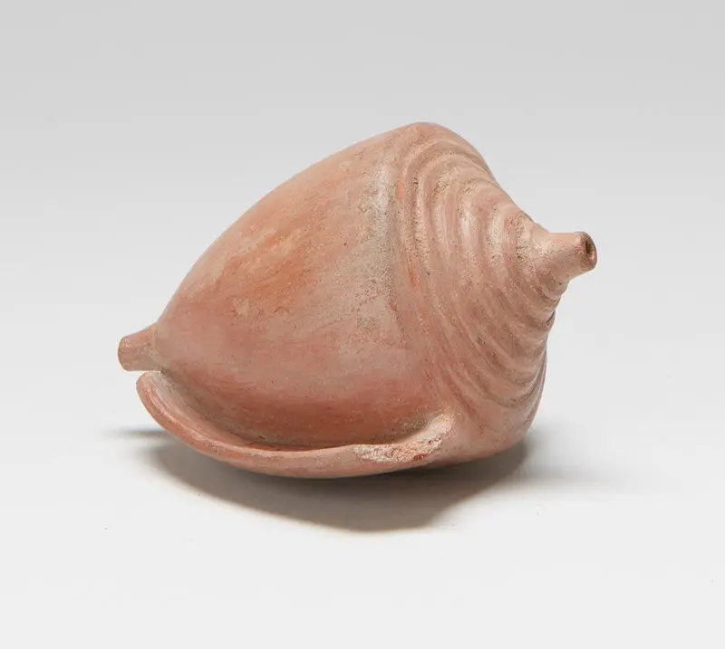 Chambered nautilis by Peru