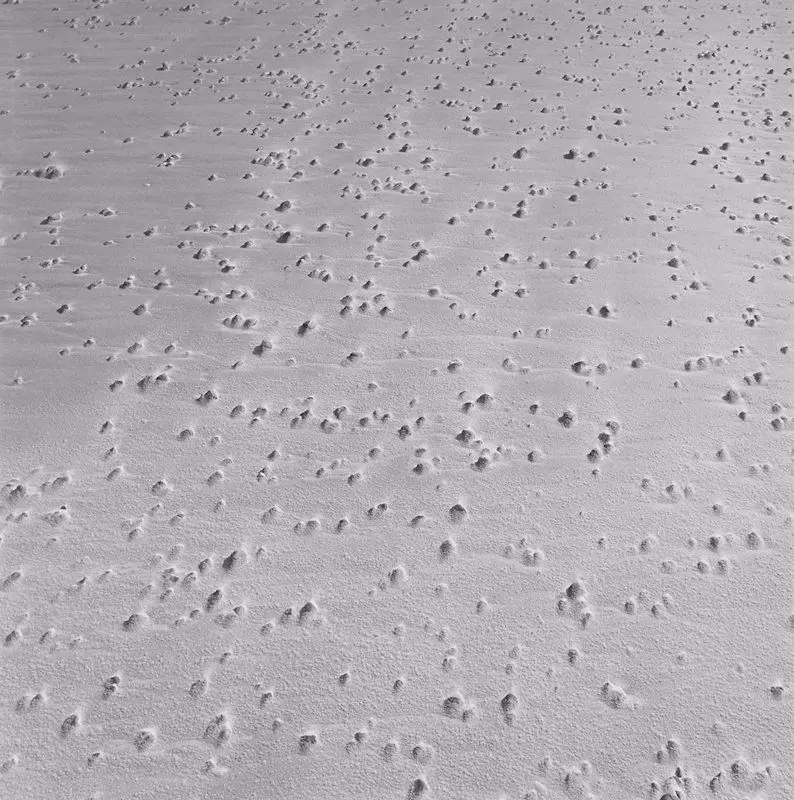 Horseneck Beach by Harry Callahan