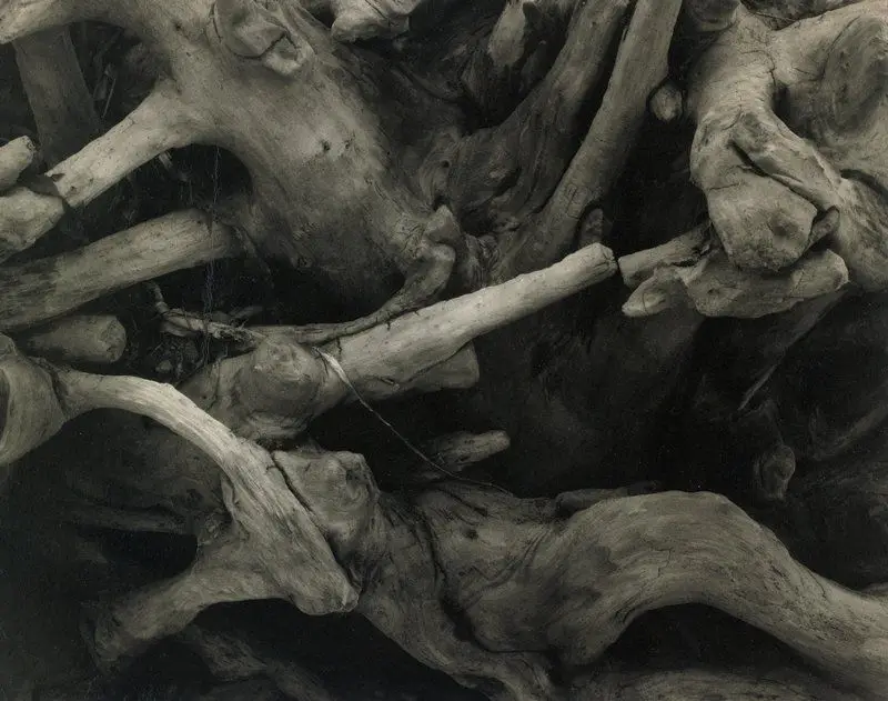 Driftwood, Dark Roots, Maine by Paul Strand