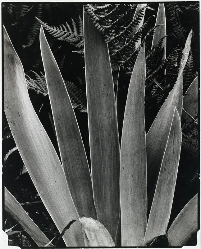 Iris, Georgetown, Maine by Paul Strand