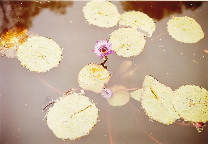 Untitled by William Eggleston