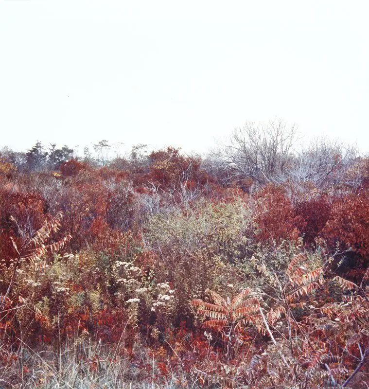 Untitled by Harry Callahan