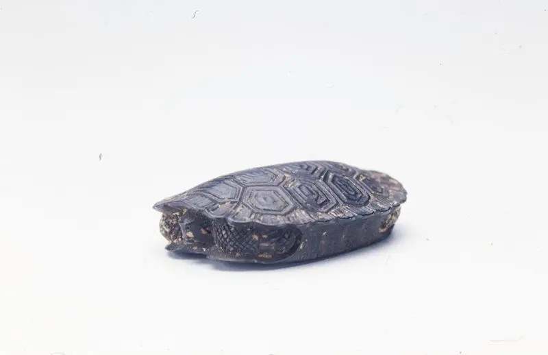 Netsuke [turtle] by Japan