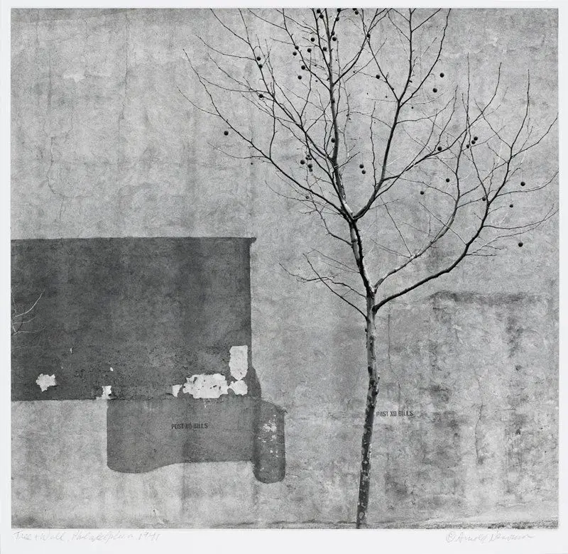 Tree and Wall, Philadelphia by Arnold Newman