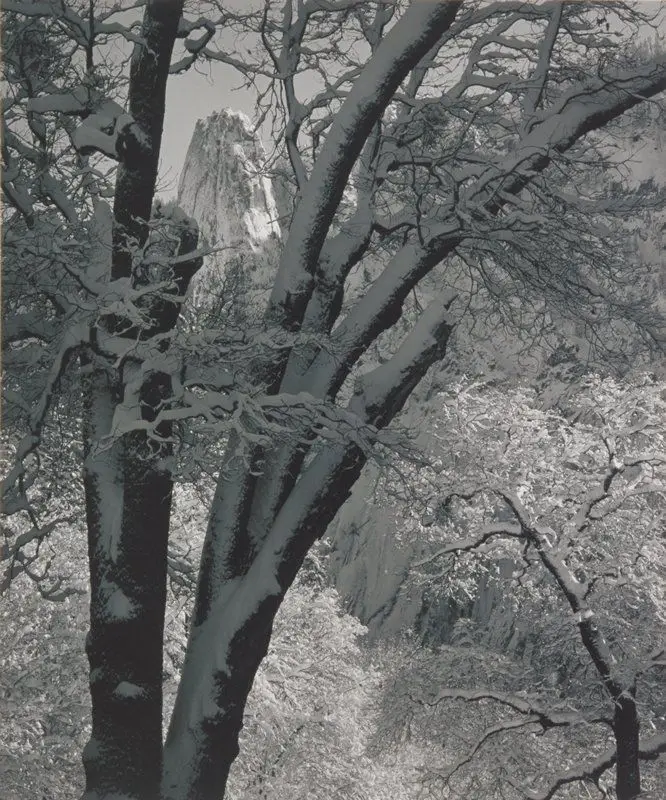 Trees and Snow with Cathedral Spires, Yosemite National Park by Ansel Adams