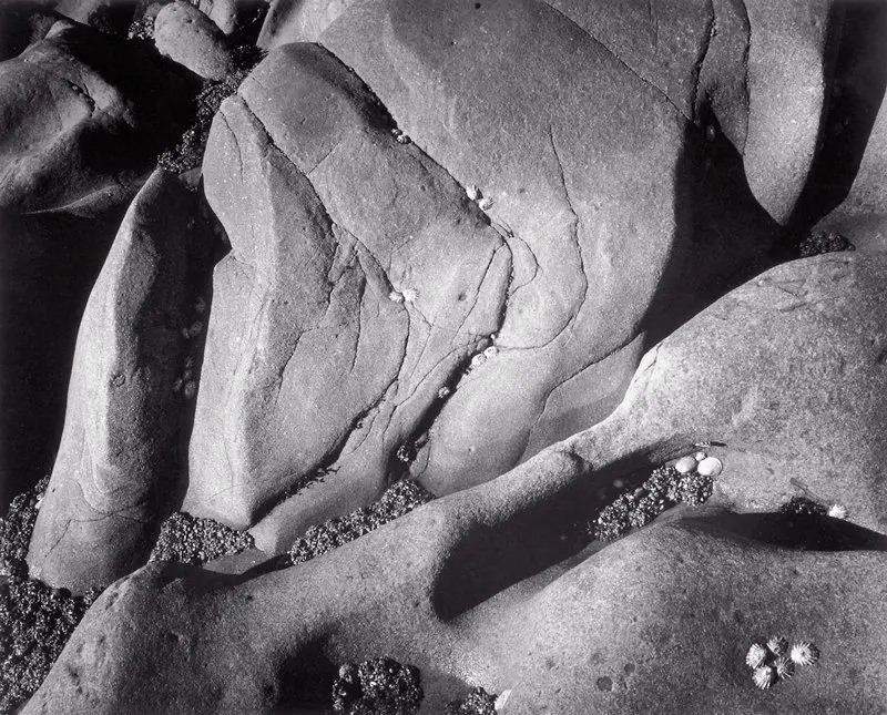 Rocks and Limpets, Point Lobos, California by Ansel Adams